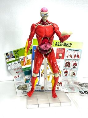 Science to the Max Interactive Human Body, a 14-inch tall educational STEM model